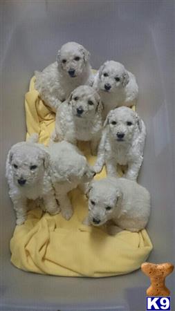 Javunpoodle Picture 2